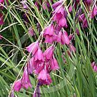 Dierama pendulum ﻿Диерама раскачивающаяся cемян