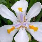 Dietes grandiflora Iris semillas