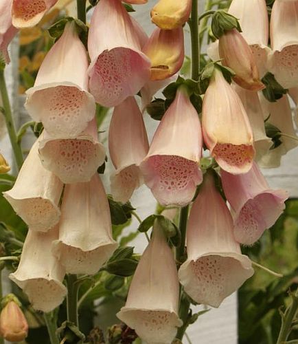 Digitalis purpurea Apricot Foxglove Apricot seeds