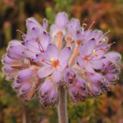 Dilatris corymbosa Shortman Redroot seeds