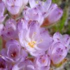 Dilatris pillansii