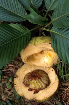 Dillenia indica elephant apple seeds