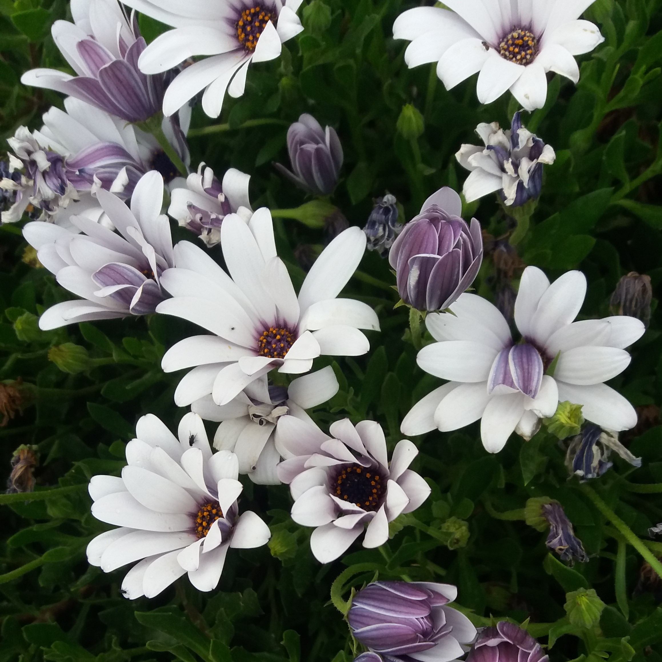 Dimorphotheca pluvialis Souci du Cap graines