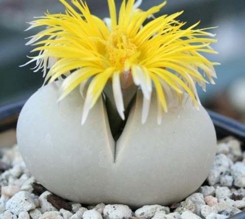 Dinteranthus microspermus Stone Plant - Living Stone seeds