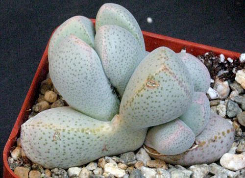 Dinteranthus puberulus succulent seeds