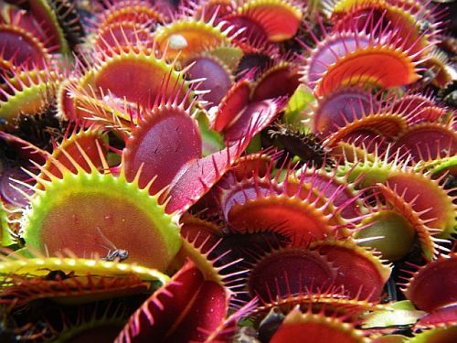Dionaea Typical Form venus fly trap seeds