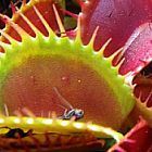 Dionaea Typical Form Piante Carnivore semi