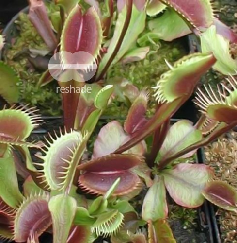 Dionaea mix venus fly trap seeds