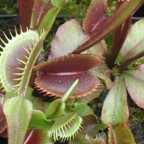 Dionaea mix ﻿Дионея смешанная
 cемян