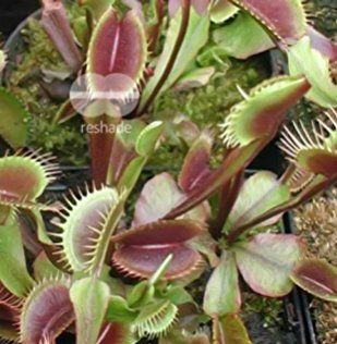 Dionaea muscipula ARPC venus fly trap seeds