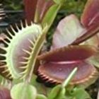 Dionaea muscipula ARPC  semillas