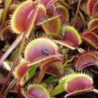 Dionaea muscipula Akai Riu F3 BCP Piante Carnivore semi