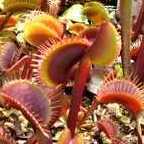 Dionaea muscipula All Red la dion?e - plante carnivore graines
