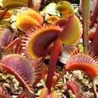 Dionaea muscipula All Red Piante Carnivore semi