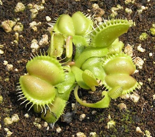 Dionaea muscipula Angel Wings venus fly trap seeds