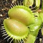 Dionaea muscipula Angel Wings