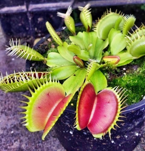 Dionaea muscipula Australian Red Rosetted venus fly trap seeds