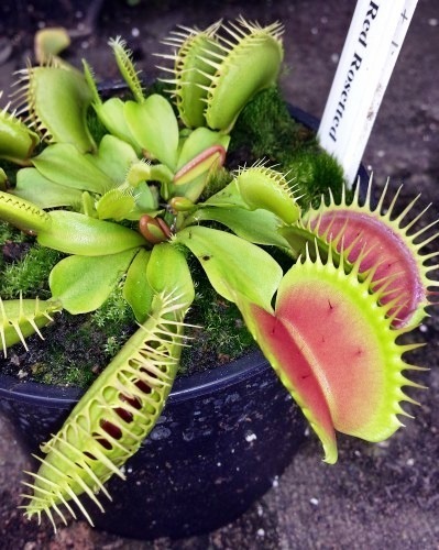 Dionaea muscipula Australian Red Rosetted venus fly trap seeds