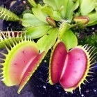 Dionaea muscipula Australian Red Rosetted  cемян