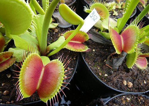 Dionaea muscipula B52 venus fly trap seeds