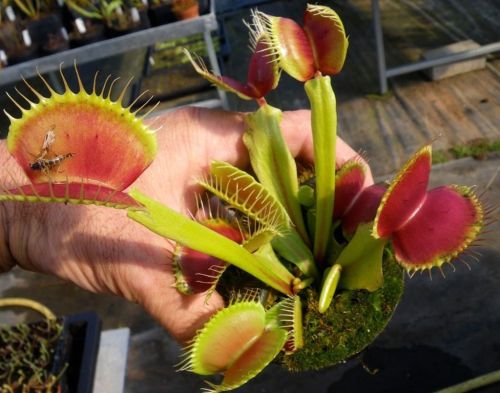 Dionaea muscipula B52 venus fly trap seeds