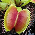 Dionaea muscipula B52 Piante Carnivore semi