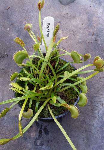 Dionaea muscipula Bear Trap Venus fly trap Bear Trap seeds