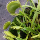 Dionaea muscipula Bear Trap