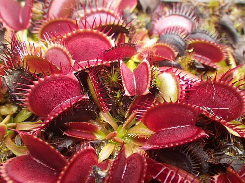 Dionaea muscipula Big Mouth venus fly trap seeds