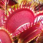 Dionaea muscipula Big Mouth Venusfliegenfalle Samen