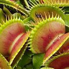 Dionaea muscipula Bimbo  cемян