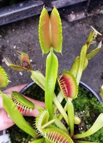 Dionaea muscipula Blezers Giant venus fly trap seeds