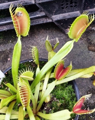 Dionaea muscipula Blezers Giant venus fly trap seeds