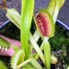 Dionaea muscipula Blezers Giant  cемян