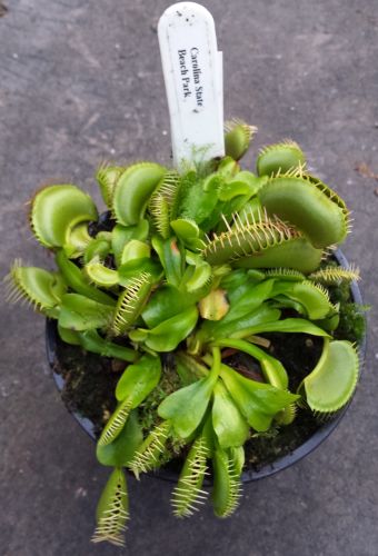 Dionaea muscipula Carolina Beach Venus fly trap Carolina Beach seeds