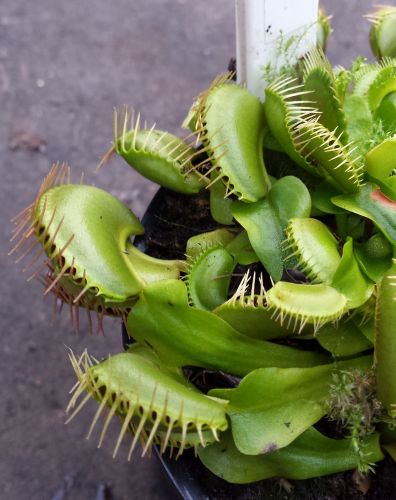 Dionaea muscipula Carolina Beach Venus fly trap Carolina Beach seeds