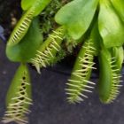 Dionaea muscipula Carolina Beach Venusfliegenfalle Carolina Beach Samen