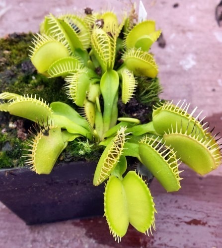 Dionaea muscipula Cerberus venus fly trap seeds