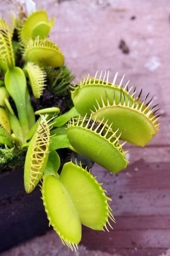 Dionaea muscipula Cerberus venus fly trap seeds