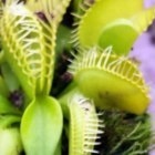 Dionaea muscipula Cerberus Venusfliegenfalle Samen