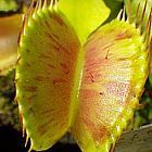 Dionaea muscipula Charlie Mandon Spotted Dion?e attrape-mouche graines