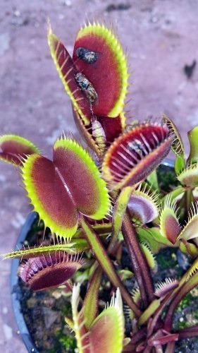 Dionaea muscipula Claytons Vulcanic Red venus fly trap seeds