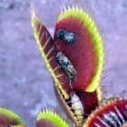 Dionaea muscipula Claytons Vulcanic Red Dion?e attrape-mouche graines