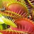 Dionaea muscipula Clumping Cultivar la dion?e - plante carnivore graines