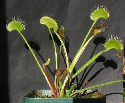 Dionaea muscipula Creeping Death venus fly trap seeds
