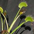 Dionaea muscipula Creeping Death Venusfliegenfalle Samen
