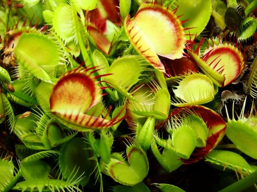 Dionaea muscipula Cross Teeth venus fly trap seeds