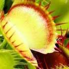 Dionaea muscipula Cross Teeth Venusfliegenfalle Samen