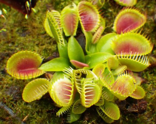 Dionaea muscipula Cup Trap Venus fly trap seeds