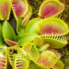 Dionaea muscipula Cup Trap Venusfliegenfalle Samen